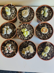 Mutant lithops