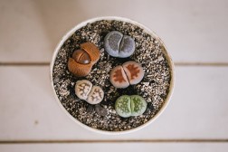 Lithop bundle