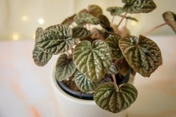 Pet-friendly houseplant bundle