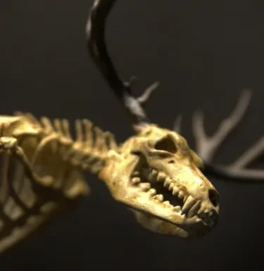 Wendigo Skeleton Curiosity Cabinet