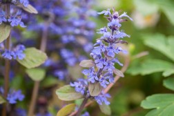 Ajuga Reptans