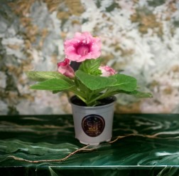 Gloxinia | Plant | How do you care for a Gloxinia?