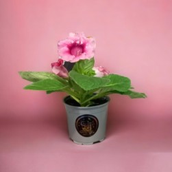 Gloxinia | Plant | How do you care for a Gloxinia?