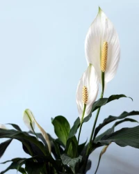 Peace Lily