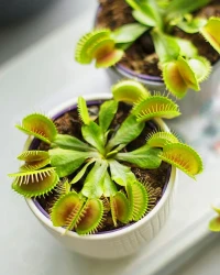 Large Venus Fly Trap