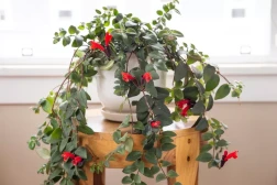 Lipstick Plant Red | How to Grow and Care for Lipstick Plant