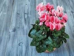 Cyclamen - 12cm