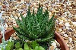 Haworthia Succulents- 10cm