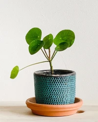 Chinese Money Plant (Rare Plants)