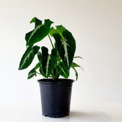 SYNGONIUM WENDLANDII Black Velvet | Indoor Plant