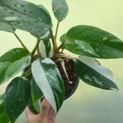 Philodendron White Princess