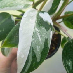 Philodendron White Princess