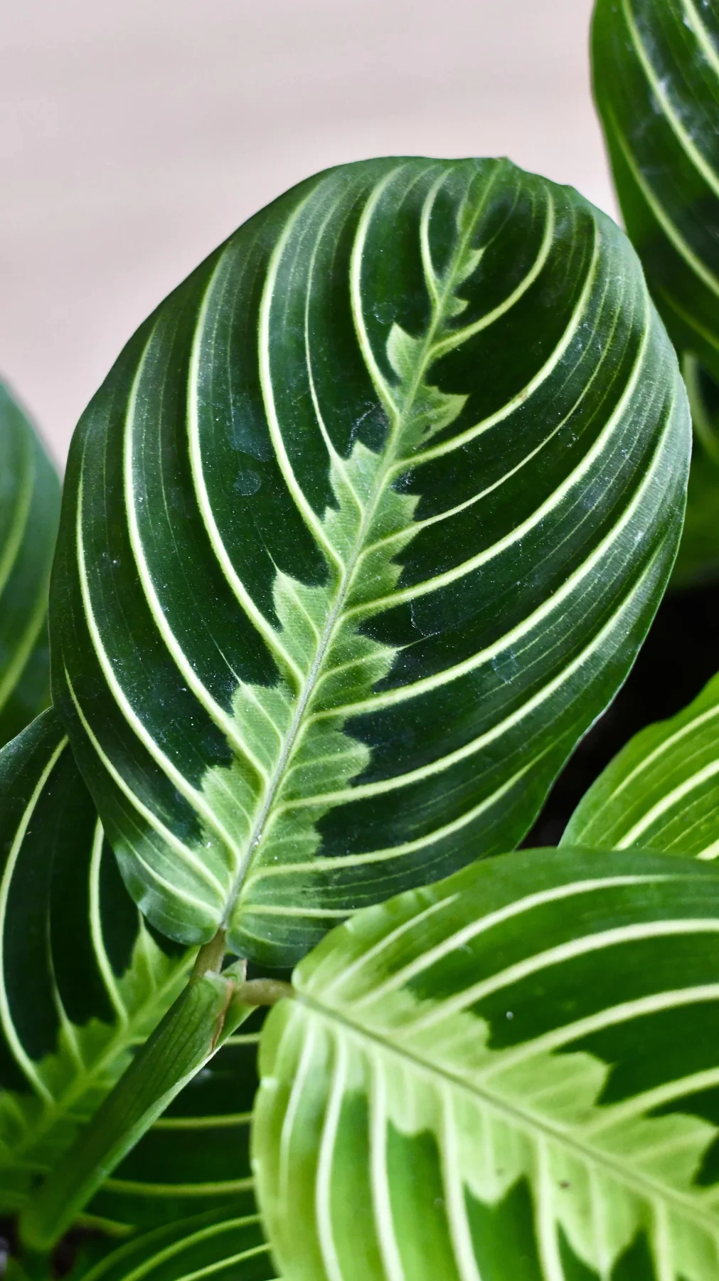 Maranta leuconeura marisela lemon and lime