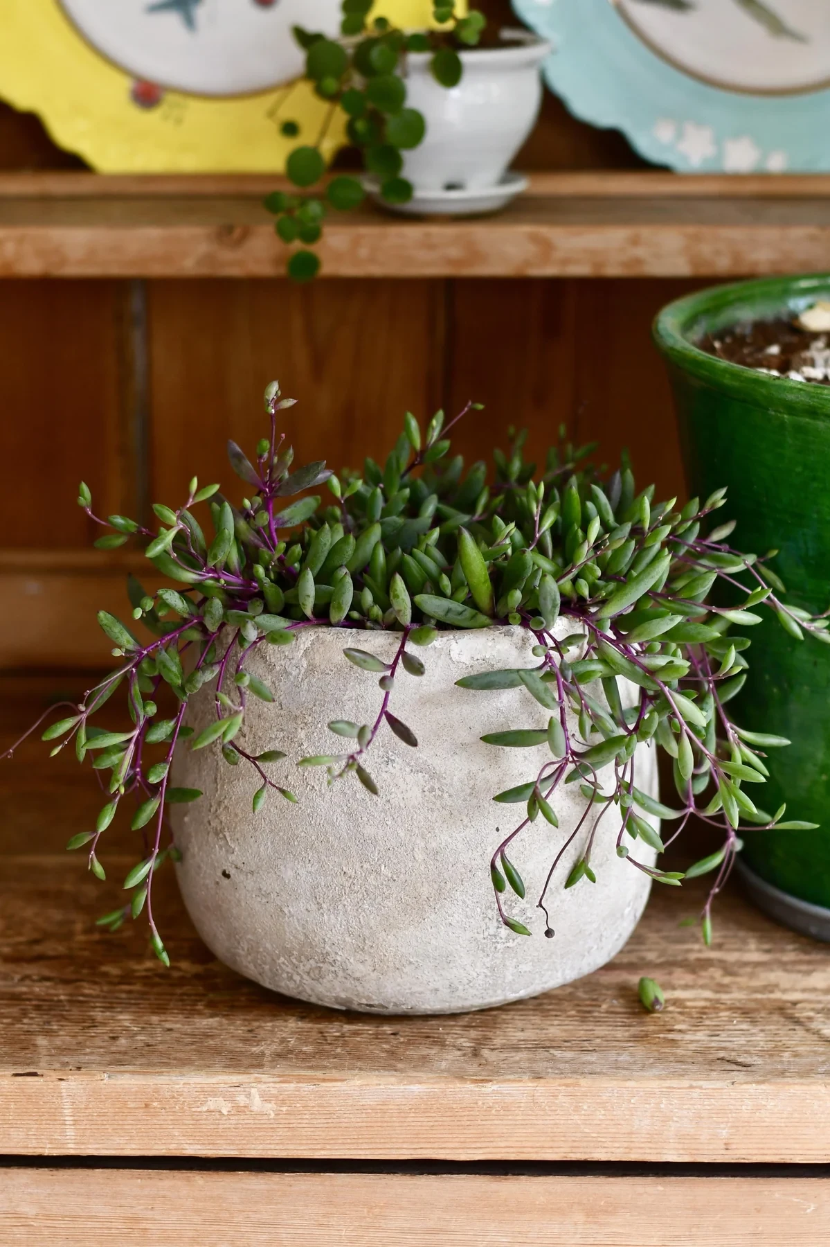 Othonna capensis (senecio, string of rubies, purple flush)