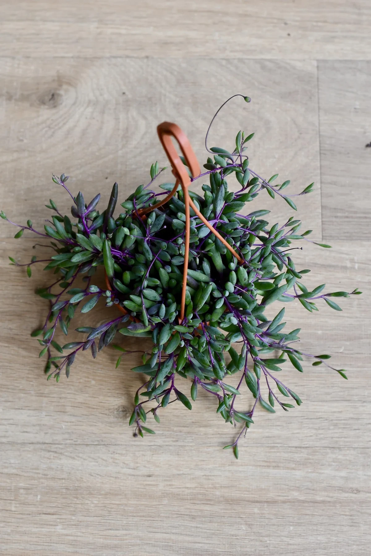 Othonna capensis (senecio, string of rubies, purple flush)