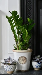 Zamioculcas zamiifolia | zz plant