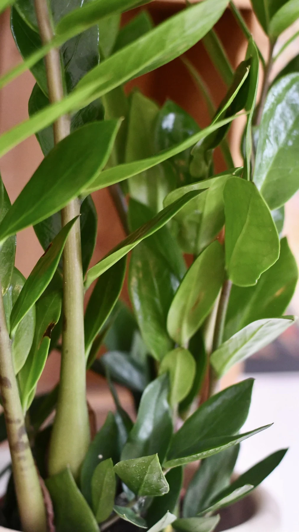 Zamioculcas zamiifolia | zz plant