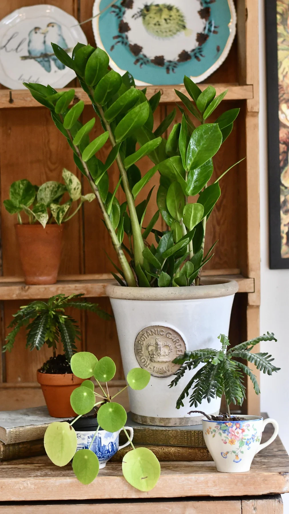 Zamioculcas zamiifolia | zz plant