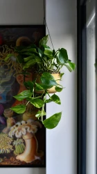 Epipremnum aureum (devil's ivy, golden pothos)