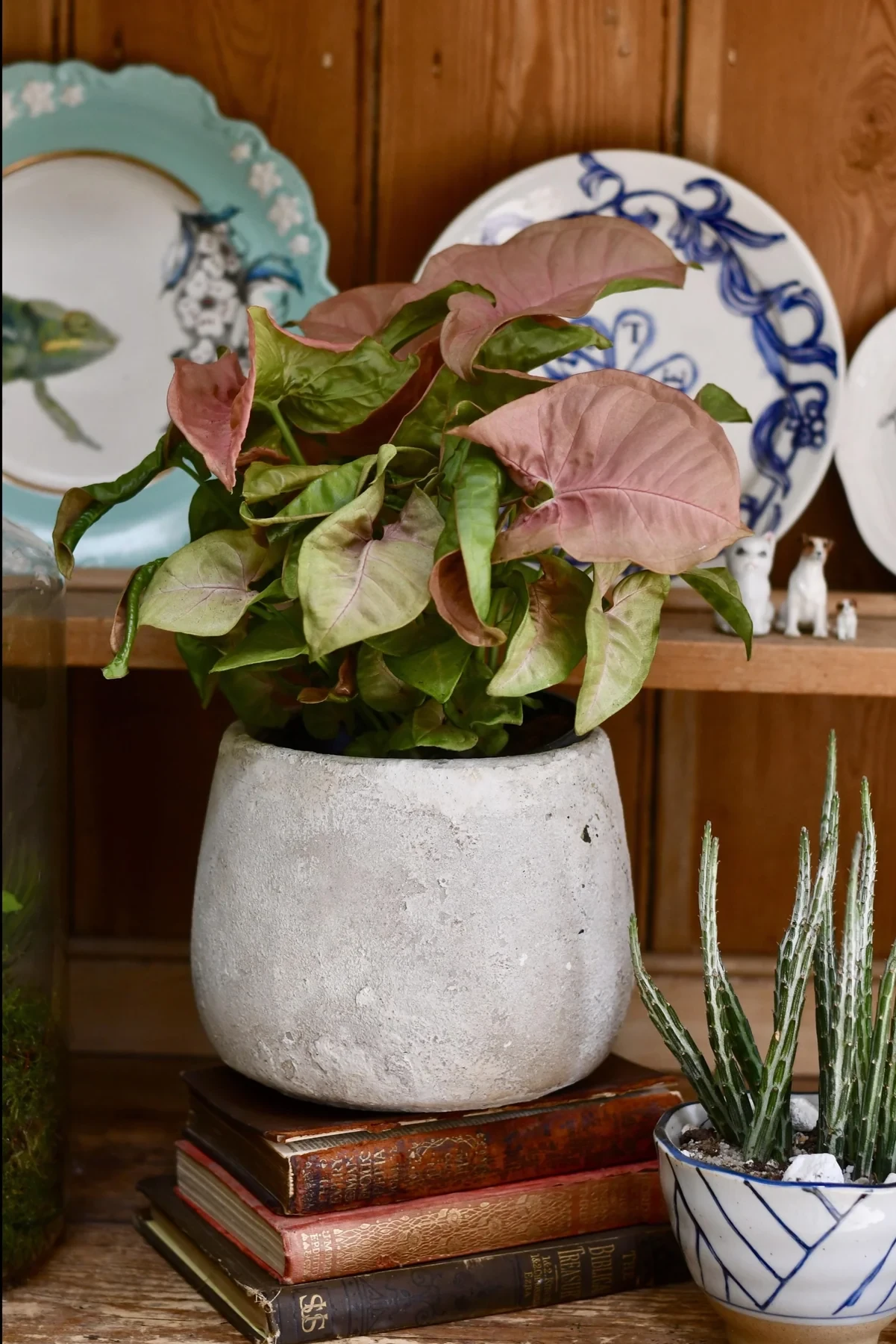 Syngonium pink podophyllum - neon robusta