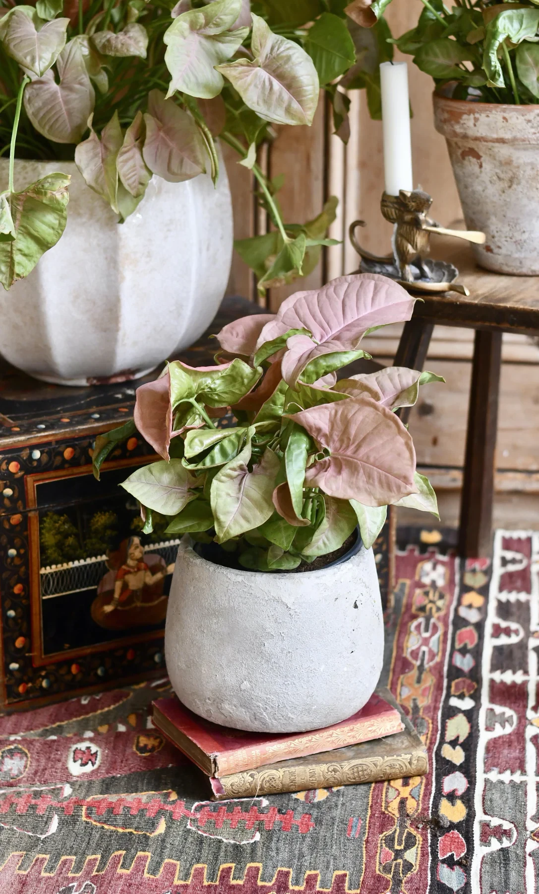 Syngonium pink podophyllum - neon robusta