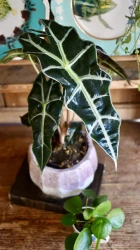 Small Alocasia amazonica 'alocasia polly'