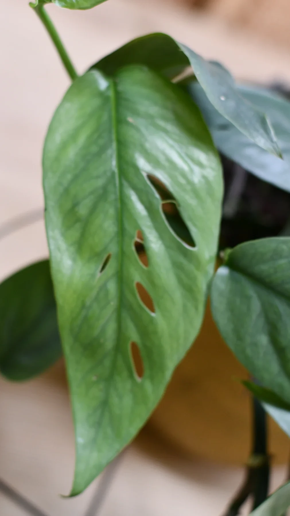 Epipremnum cebu blue (cebu blue pothos, epipremnum pinnatum)