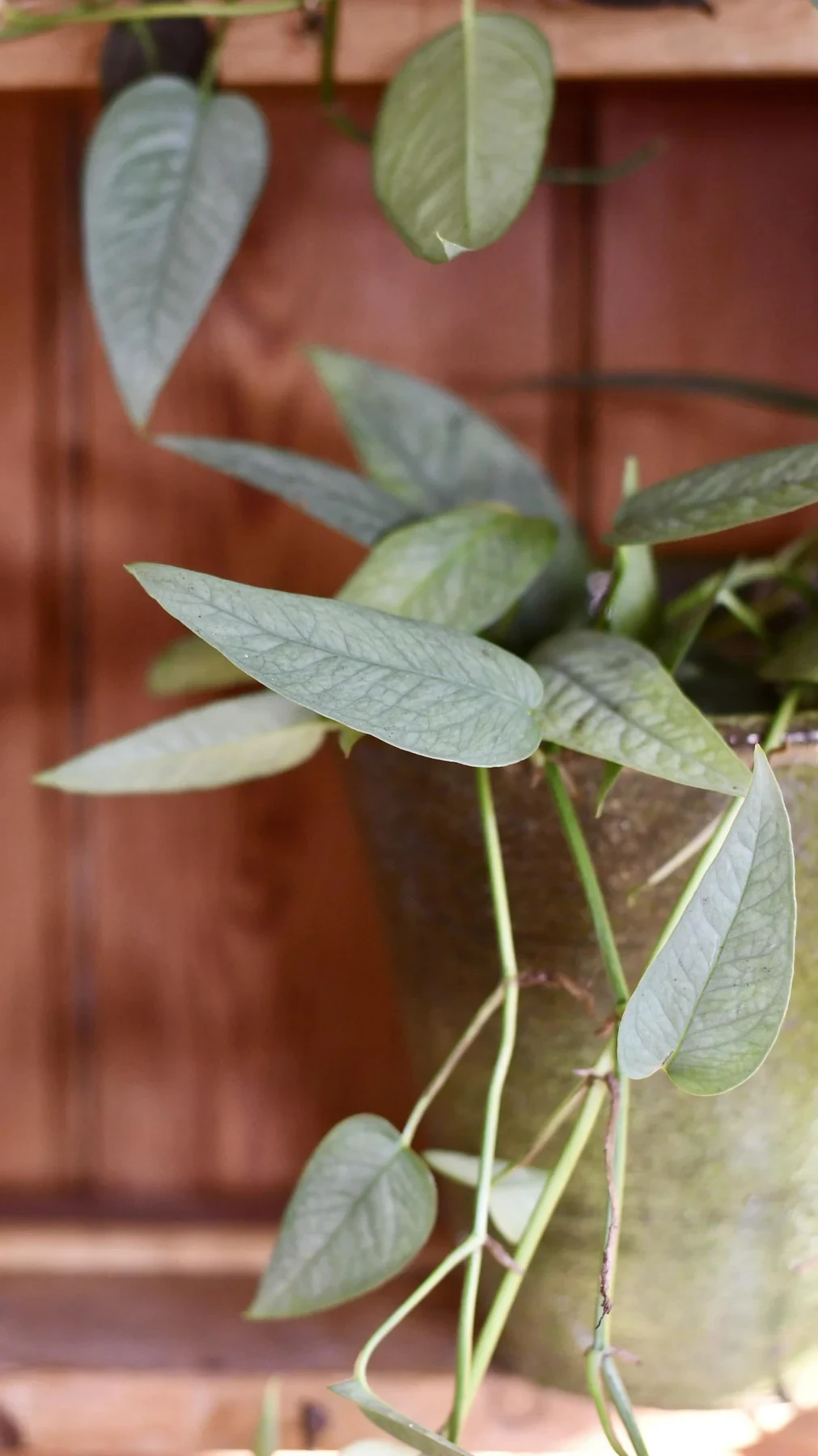 Epipremnum cebu blue (cebu blue pothos, epipremnum pinnatum)