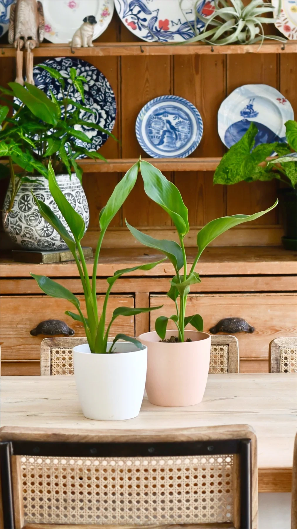 Baby strelitzia nicolai & pot | bird of paradise | white bird of paradise | wild banana