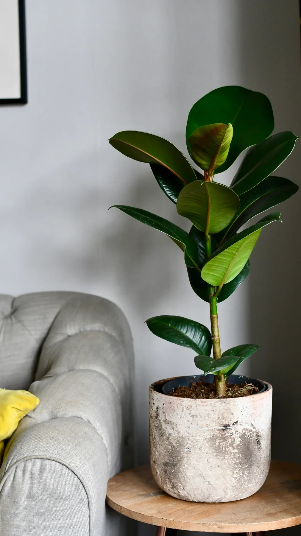 Rubber plant (ficus elastica, ficus robusta)