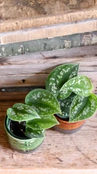 Baby scindapsus pictus argyraeus (satin pothos)