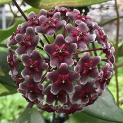 Hoya Pubicalyx  -  Royal Hawaiian Purple