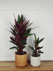 Calathea Rufibarba