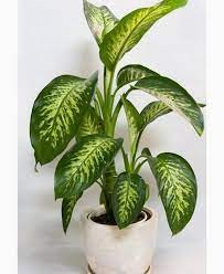 Dieffenbachia