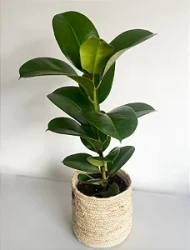 Ficus Cloe