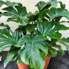 Philodendron Hope