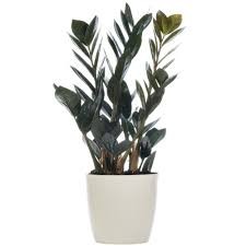 Zamioculcas zamiifolia Raven