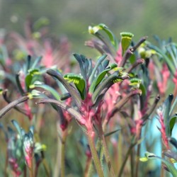 Anigozanthos Celebrations Fireworks