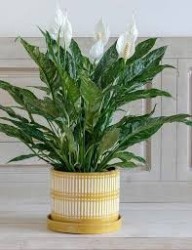 Spathiphyllum Domino