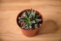 Royal Agave succulent