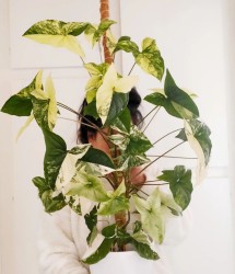 Syngonium Albo