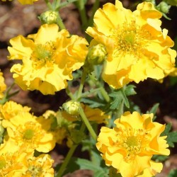 Geum Gold Ball