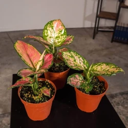 Aglaonema Beauty