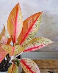 Aglaonema Golden Star