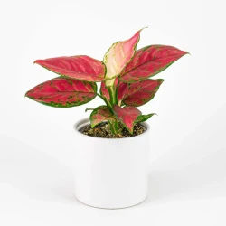 Small Aglaonema Lady Valentine