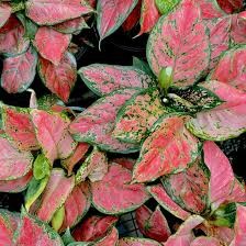 Small Aglaonema Lady Valentine