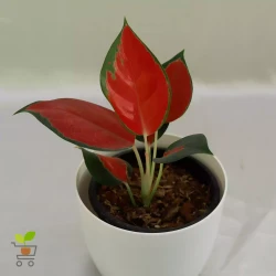 Aglaonema Thailand Red