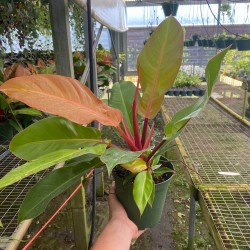 Philodendron 'Prince of Orange'