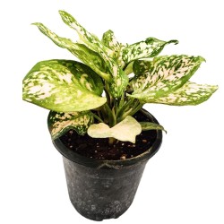 Aglaonema Eileen