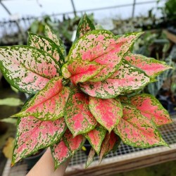 Aglaonema Red Valentine